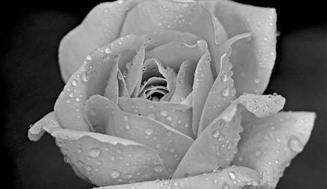 Images Gratuites noir et blanc, la photographie, fleur