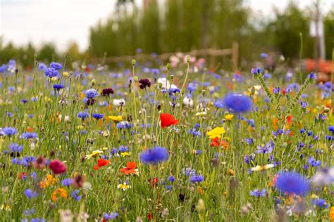 belle image fleurs des champs