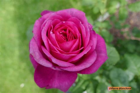Bellissima Rosa: Unveiling Nature's Most Stunning Bloom