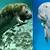 beluga dugong