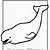 beluga whale colouring page
