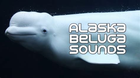 beluga whale sounds audio