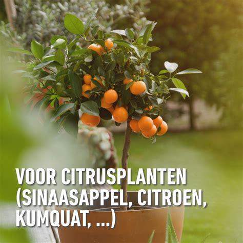 Bemesting Citrusplanten