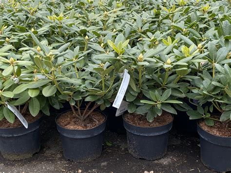 Bemesting Van Rhododendron