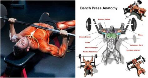 Bench Press Program For Strength And Size