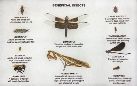 Beneficial Insect Specimens