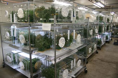 Beneficial Insects Lab