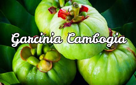 beneficios de la garcinia cambogia en espanol