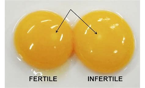 Benefit Of Fertilized Eggs