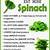 benefits of drinking spinach juice