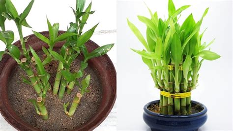 Lucky Bamboo Care Guide Growing Tips + Facts in 2020 Lucky bamboo