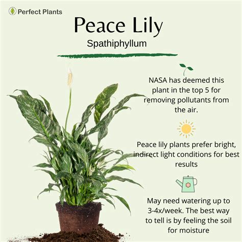 Variegated Peace Lily Peace lily care, Peace lily, Peace lily benefits