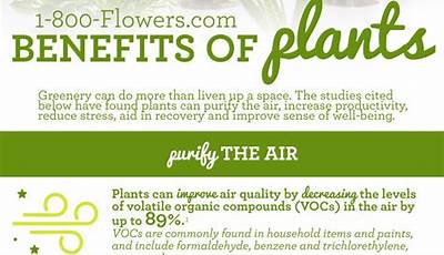 Benefits Of Planting Flowers At Home