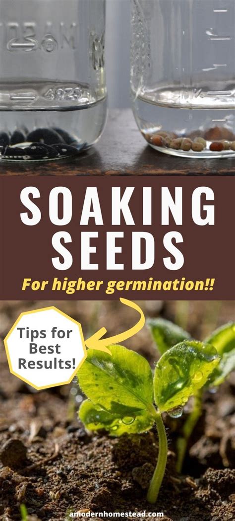 Soak Seeds Before Planting Is It Necessary? Epic Gardening in 2021