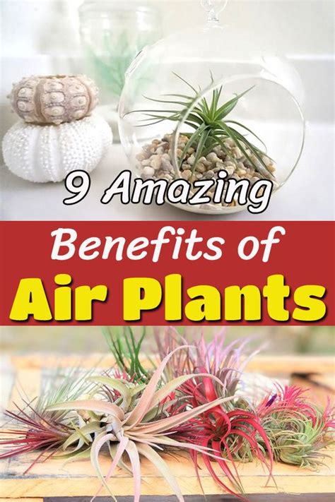 10 Best Plants You Can Grow Indoors for Air Purification Top 10 Home