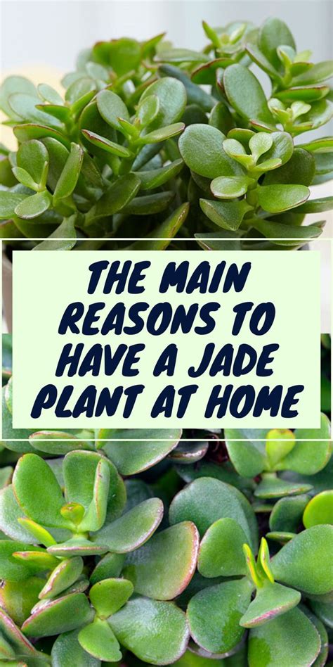 3 EASY Tips to Growing Jade Plants Indoors & Outdoors Jade plants