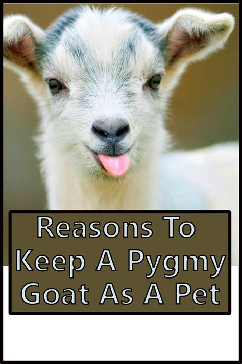 benefits of having a pet goat