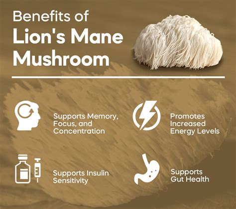 benefits of lion's mane mushroom supplements