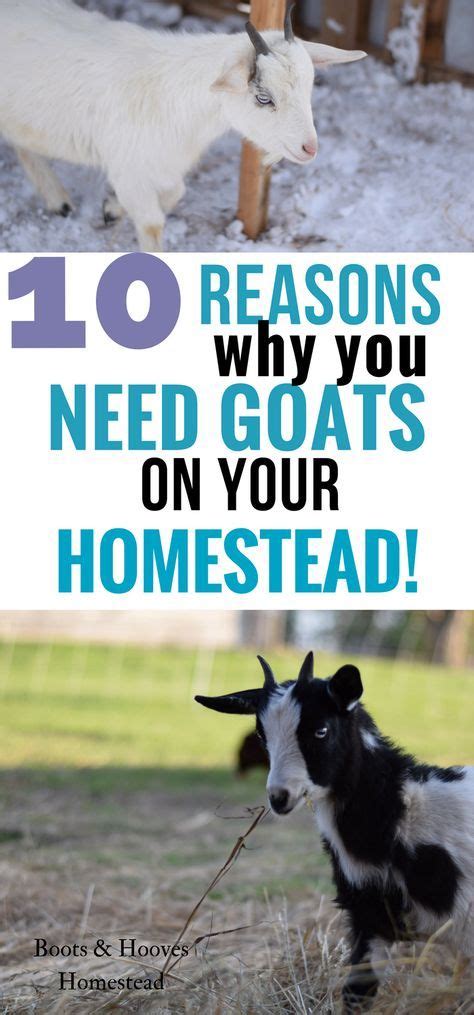 benefits of owning goats