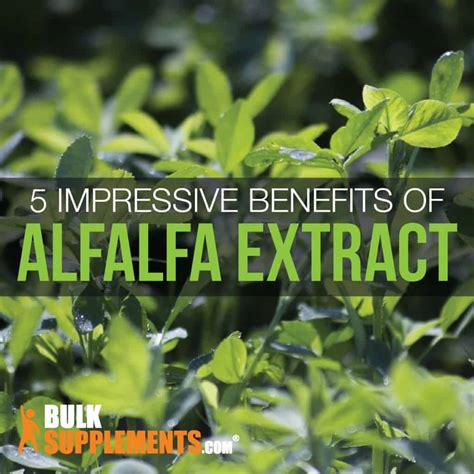 benefits of taking alfalfa