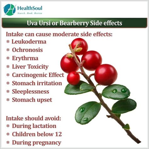 benefits of uva ursi leaf