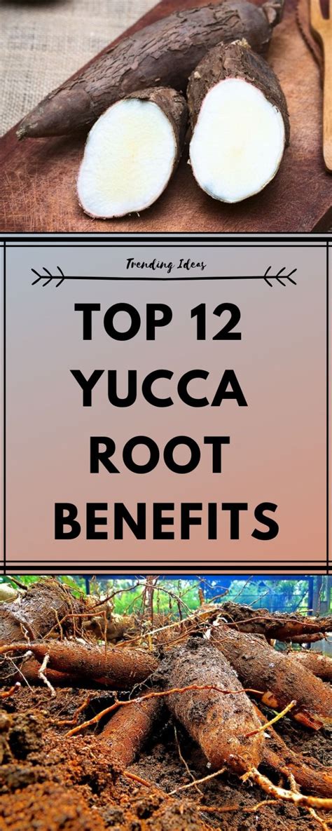 benefits of yucca root
