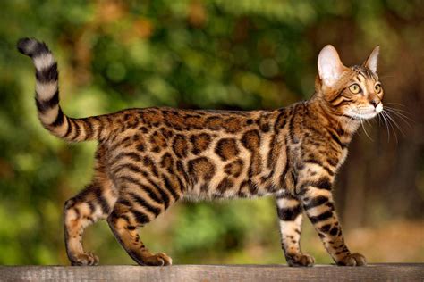 bengal cat breed info