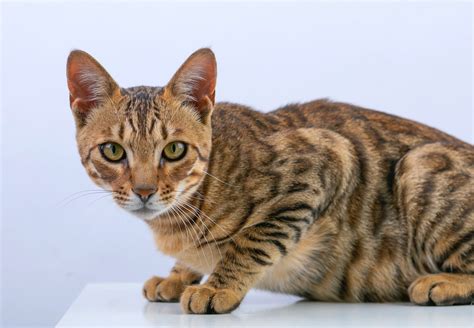 Striking and Athletic Bengal