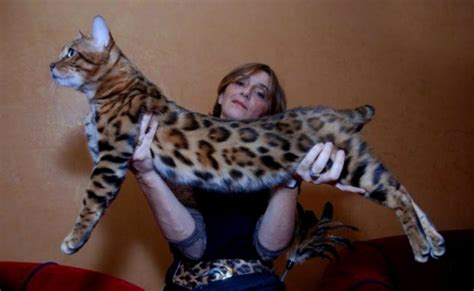 Bengal Cat Size Height