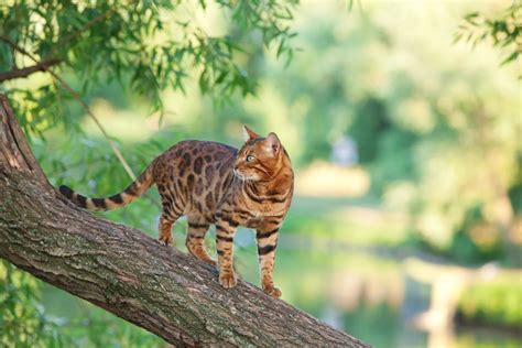 Bengal Cat Trees