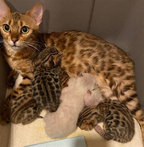 bengal cats for sale ny