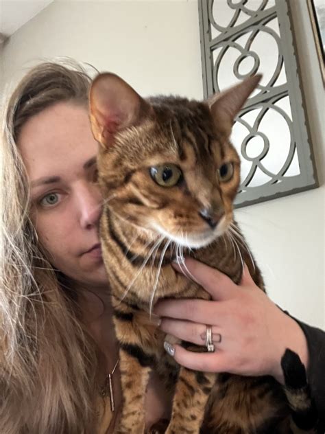 bengal cats for sale vancouver wa