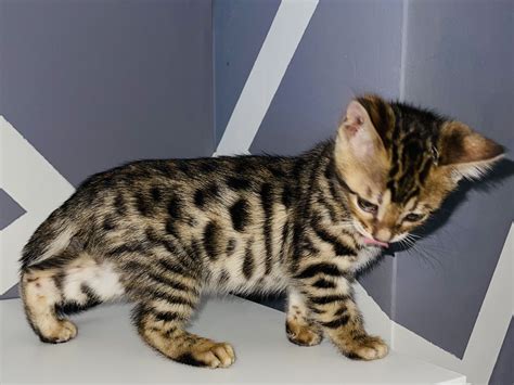 bengal kittens for sale in uk