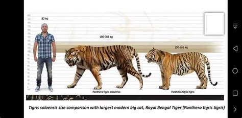bengal tiger compared to human