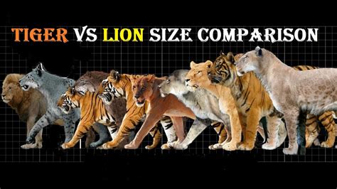 bengal tiger size compared to lion