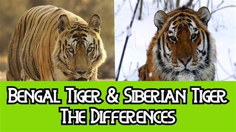 bengal tiger vs regular tiger