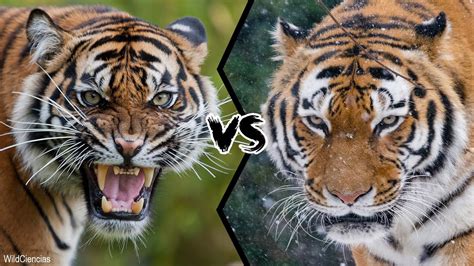 bengal vs siberian tiger