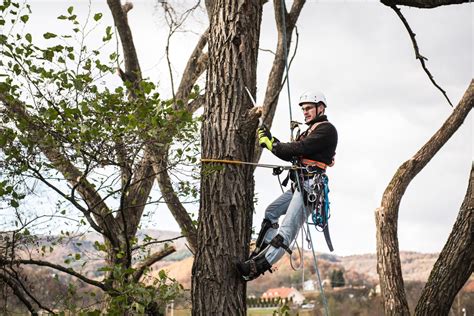 Benicia Arborist