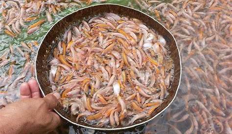 Update Harga Jual Ikan Nila Segar Termurah 2021 - Aplikasi Pertanian