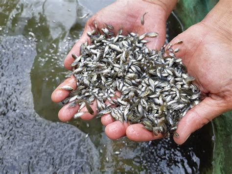 Harga Benih Ikan Nila Unggul 2021