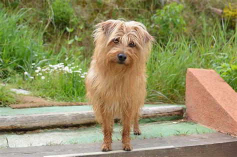 benji dog breed info