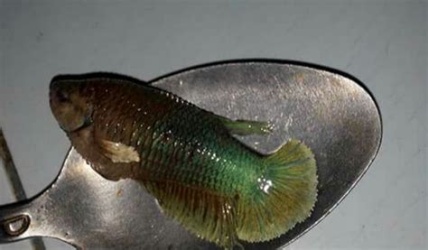 Gambar Garis Vertikal Pada Ikan Cupang Radea