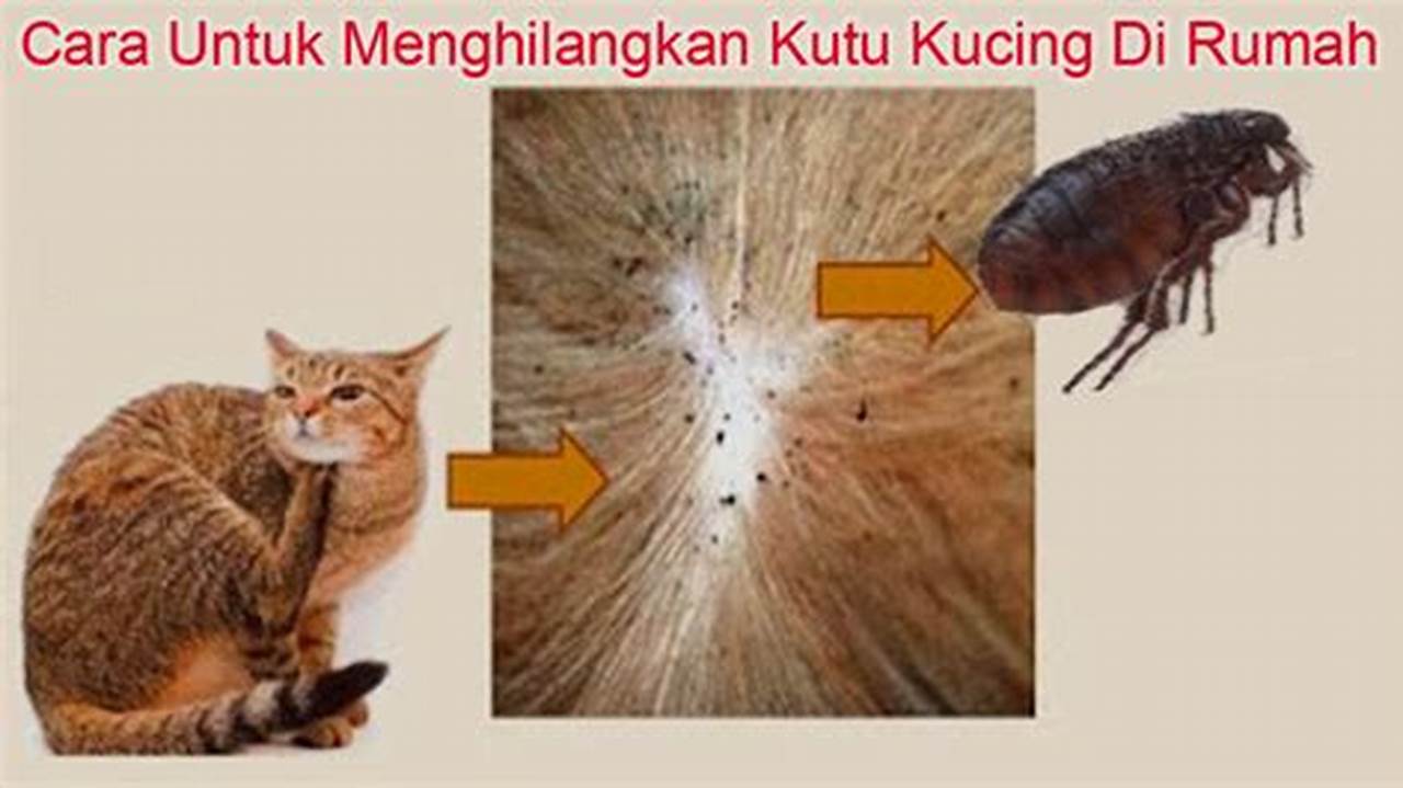 Pilih Bentuk Kutu Kucing Terbaik untuk Kenyamanan Si Kucing