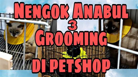 Jasa Grooming Kucing Surabaya House Call Albells