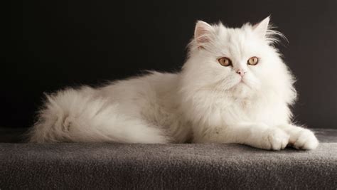 Mengenal Jenis Kucing Persia dan Tips Aman Merawatnya!