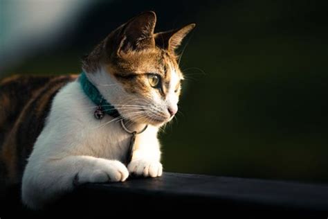 Panduan Lengkap: Berapa Lama Kucing Bisa Hidup Sehat dan Bahagia