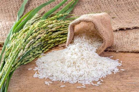 beras merupakan makanan pokok indonesia bagian