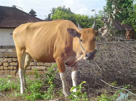 berat sapi di Indonesia