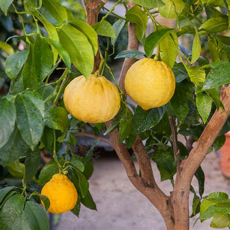 bergamonte citrus bergamot