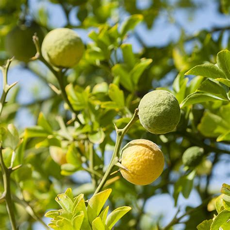 bergamot orange tree seeds